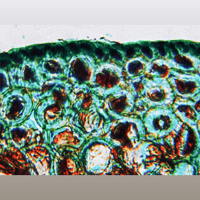 ANALOG RELAX EX1000 Phono Cartridge variant 9