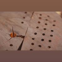 TIKI TUBE AMPS Earl variant 3