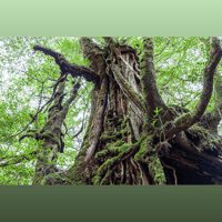 ANALOG RELAX EX1000 Phono Cartridge variant 3