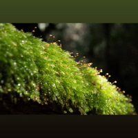 ANALOG RELAX EX1000 Phono Cartridge variant 6